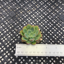 Load image into Gallery viewer, Graptoveria ‘Worthy One’
