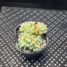 Load image into Gallery viewer, Sedum clavatum