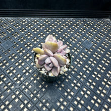 Load image into Gallery viewer, Graptoveria Variegated ‘Mrs Richards’