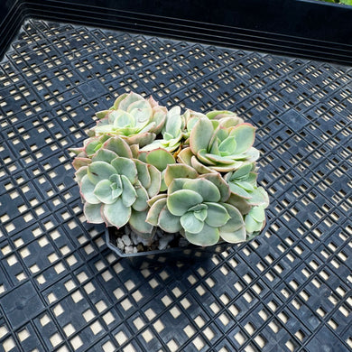 Echeveria ‘Suyon’ variegated