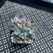 Load image into Gallery viewer, Echeveria ‘Trumpet Pinky’ Cristate Crested