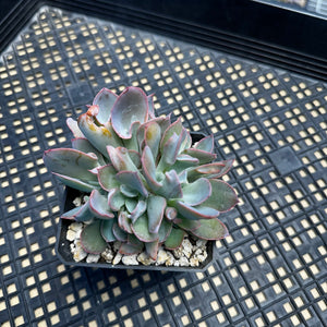 Echeveria ‘Trumpet Pinky’ Cristate Crested