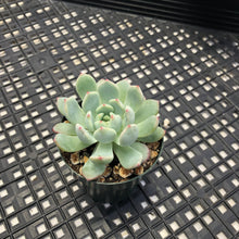 Load image into Gallery viewer, Echeveria ‘Viyant’