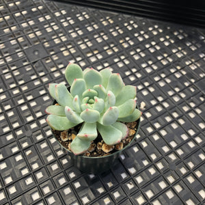 Echeveria ‘Viyant’