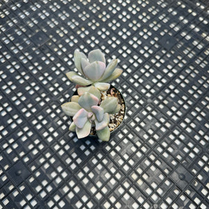 Pachyveria Pachyphytodies Variegated