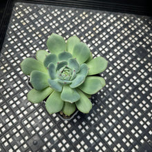 Load image into Gallery viewer, Echeveria ‘Black Panther’