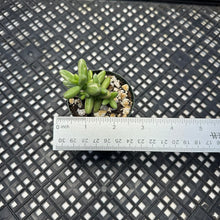 Load image into Gallery viewer, Crassula nudicaulis var. herrei Variegated