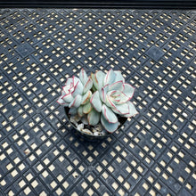 Load image into Gallery viewer, Echeveria ‘Esther’ Variegated