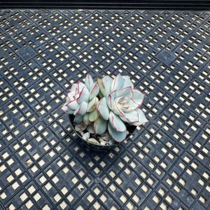 Echeveria ‘Esther’ Variegated