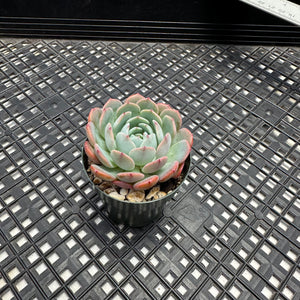 Echeveria ‘Rainbow Goddess’