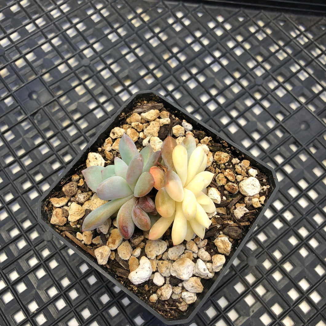 Echeveria ‘Orange Monroe’ Variegated
