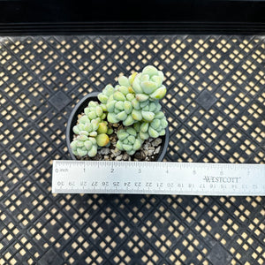 Sedum treleasei