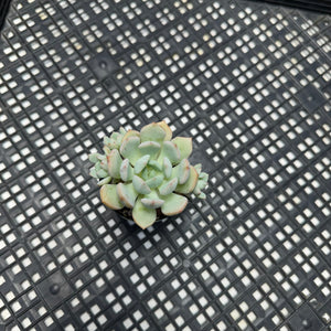 Graptoveria ‘A Grim One’