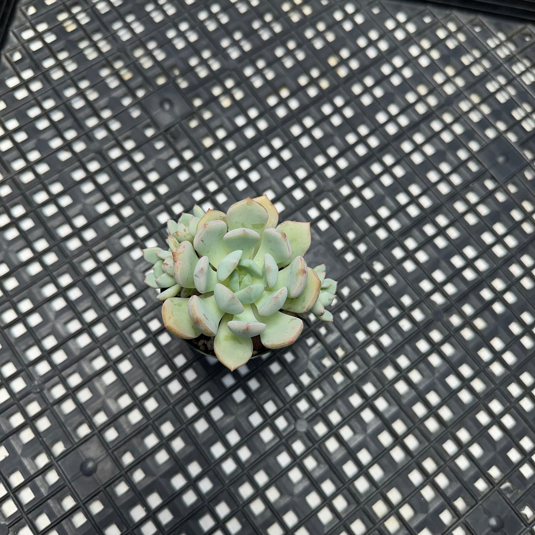 Graptoveria ‘A Grim One’