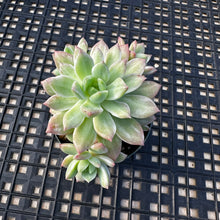 Load image into Gallery viewer, Sedeveria ‘Markus’ Variegated