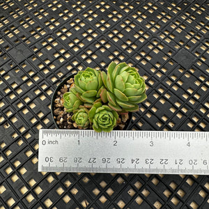 Sedeveria ‘Green Rose’