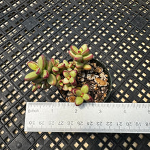 Load image into Gallery viewer, Crassula nudicaulis var. herrei Variegated