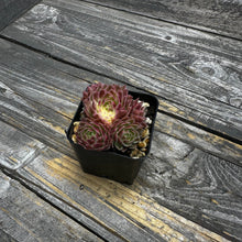 Load image into Gallery viewer, Sempervivum Chick Charms® Lotus Blossom™