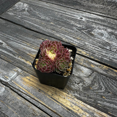 Sempervivum Chick Charms® Lotus Blossom™