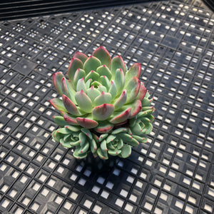 Echeveria Nanahukumini