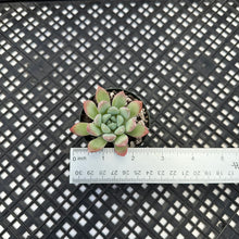 Load image into Gallery viewer, Echeveria ‘King Midas’