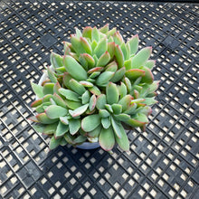 Load image into Gallery viewer, Echeveria ‘Luella’ Crested