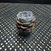 Load image into Gallery viewer, Echeveria cv ‘Camily’