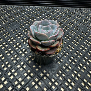 Echeveria cv ‘Camily’