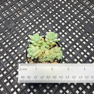 Sedum perezdelarosae
