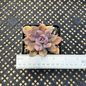 Graptoveria ‘Debbie’ Variegated