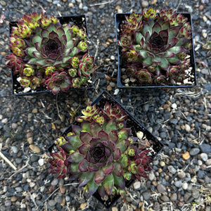 Sempervivum ‘Dynamo’