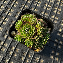 Load image into Gallery viewer, Echeveria v. Atomy