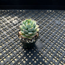 Load image into Gallery viewer, Echeveria &#39;Gungekkan’