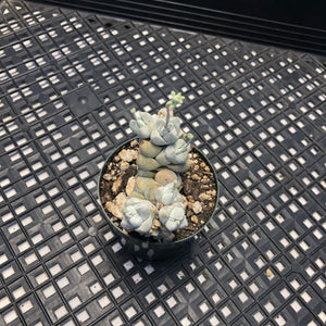 Crassula Deceptor