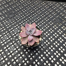 Load image into Gallery viewer, Graptoveria Variegated ‘Mrs Richards’
