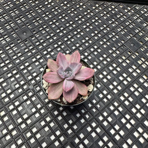 Graptoveria Variegated ‘Mrs Richards’