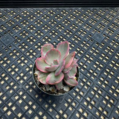 Echeveria ‘Rose Rock’ Variegated