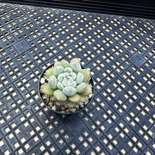 Load image into Gallery viewer, Echeveria ‘Pebbles’