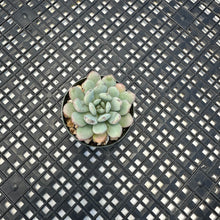 Load image into Gallery viewer, Graptoveria ‘Bridgette’