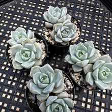 Load image into Gallery viewer, Graptoveria titubans