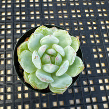 Load image into Gallery viewer, Echeveria ‘Marisa’