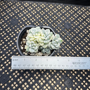 Sedum clavatum variegated