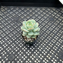 Load image into Gallery viewer, Sedeveria ‘Pudgy’