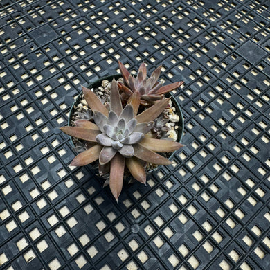 Orostachys ‘NYBG’