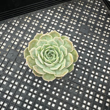 Load image into Gallery viewer, Echeveria cv ‘Onslow’