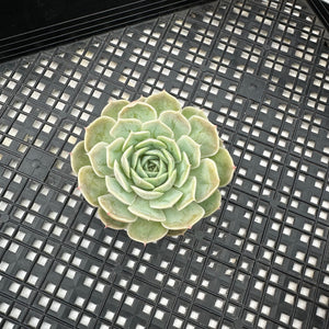 Echeveria cv ‘Onslow’