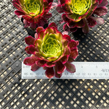 Load image into Gallery viewer, Aeonium ‘Wheels of Fascination’