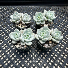 Load image into Gallery viewer, Graptoveria titubans