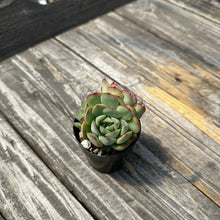 Load image into Gallery viewer, Echeveria ‘Hanatsukiyo’