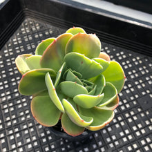 Load image into Gallery viewer, Echeveria ‘Esmeralda’